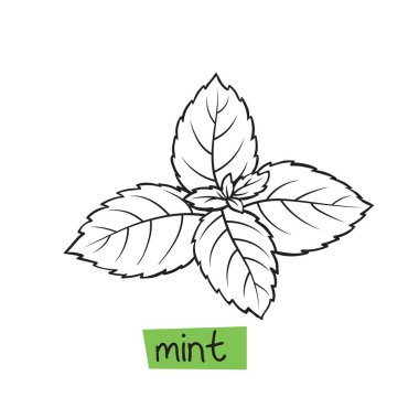 Mint hand drawn vector illustration. Herbs and spices. clipart