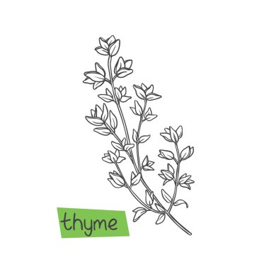 Kekik elle çizilmiş vektör çizimi. Mutfak otları ve baharatlar.