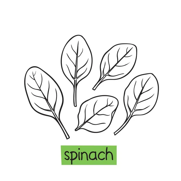 Spinazie Met Hand Getekend Vector Illustratie Kruiden Specerijen — Stockvector