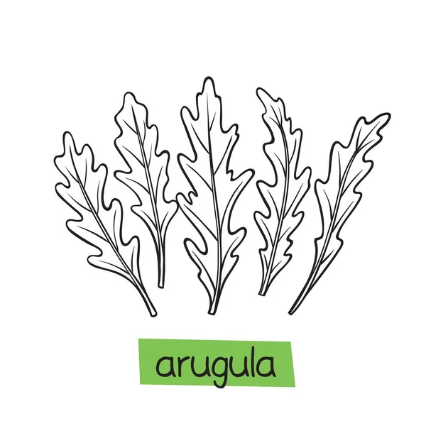 Arugula Hand Drawn Vector Illustration Herbs Spices — Stock Vector