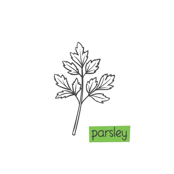 Parsley Hand Drawn Vector Illustration Culinary Herbs Spice — Stock Vector