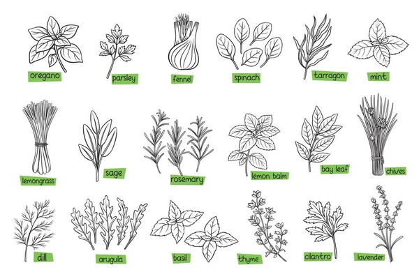 Beliebte Küchenkräuter Handgezeichnete Vektorillustration Lorbeer Zitronengras Fenchel Dill Koriander Und — Stockvektor