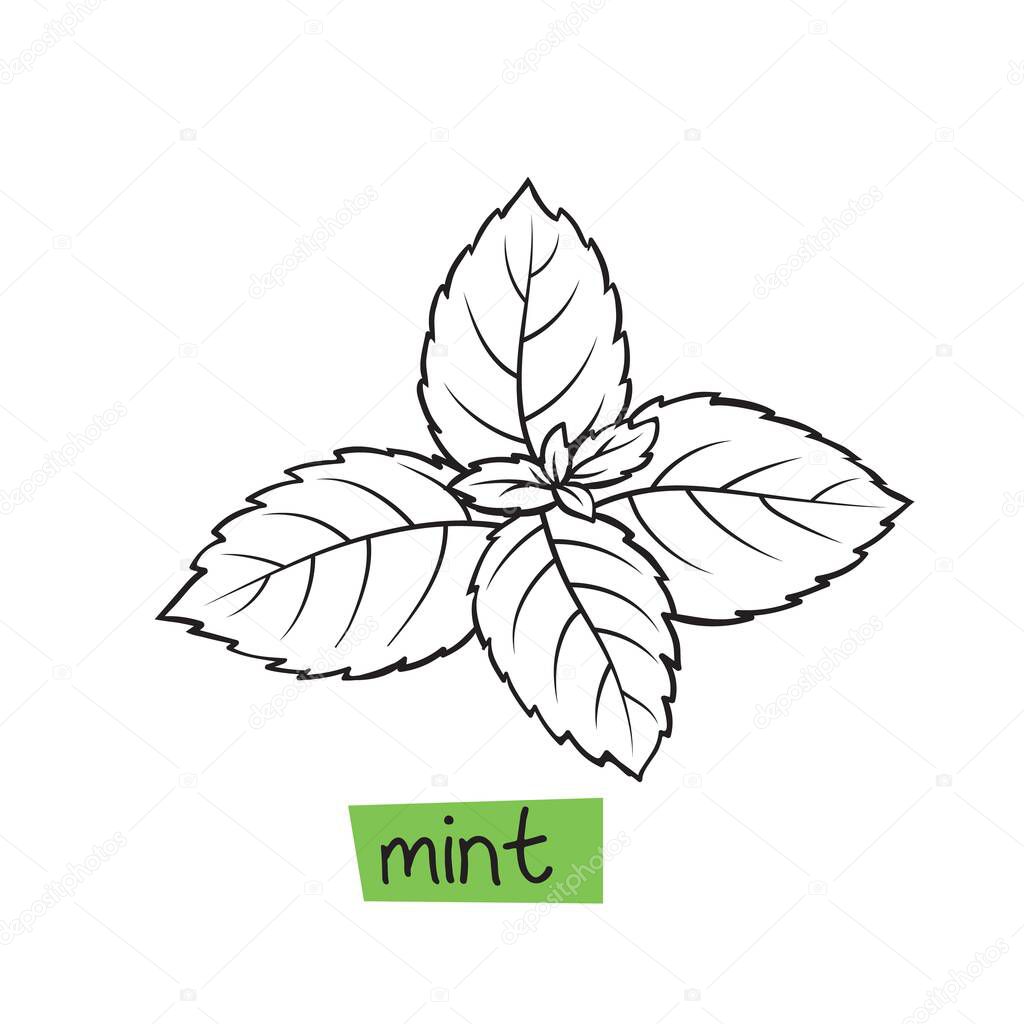 Mint hand drawn vector illustration. Herbs and spices.