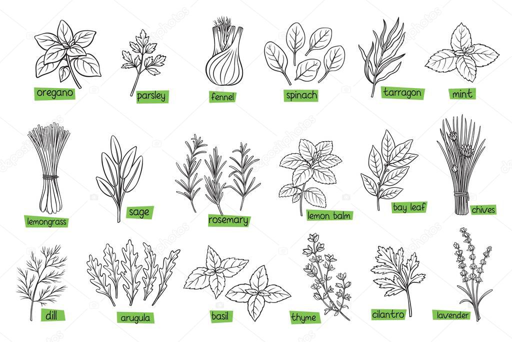 Popular culinary herbs, hand drawn vector illustration. Bay leaf, lemongrass, fennel, dill, cilantro and chives. Thyme, lemon balm, tarragon etc. Seasoning food design