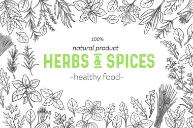 Mutfak otları ve baharatlarla donatılmış. Vektör çizimi. Saha yaprağı, limon otu, rezene, dereotu, kişniş ve soğan. Kekik, limon merhemi, tarhun falan. Baharatlı gıda sayfası tasarımı