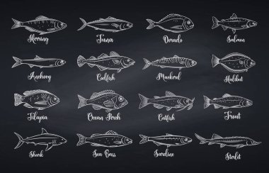 Taslak balık. Çipura, uskumru, ton balığı, sterlet, yayın balığı, morina ve halibut ile işlenmiş deniz ürünleri. Lineer tilapia, okyanus levreği, sardalya, ançüez, levrek ve dorado. Vektör illüstrasyonu