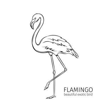 Vektör flamingo. Egzotik tropikal kuş. Yaz için el çizimi tropik cennet reklamı tatili tasarımı.