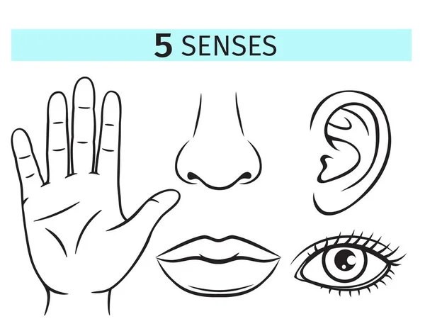 Fünf Menschliche Sinne Vektorsymbole Umrissdarstellung Von Lippe Ohr Nase Auge — Stockvektor