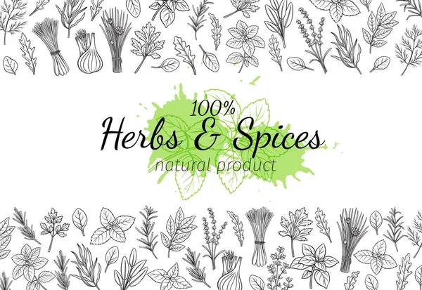 Culinary Herbs Spice Layout Page Bay Leaf Lemongrass Fennel Dill — Stock Vector