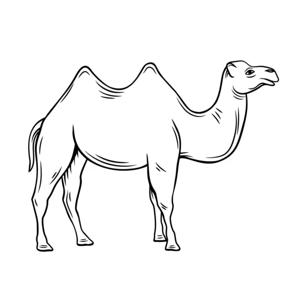 Outline Camel Icon Hand Drawn Vector Illustration Two Humped Camel — Stock Vector