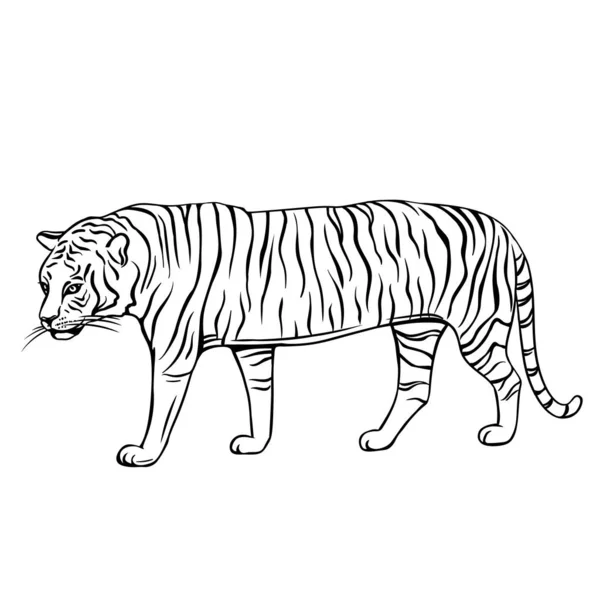 Hand Drawn Tiger Icon Engraved Vector Illustration Zoo Animal — Stock Vector