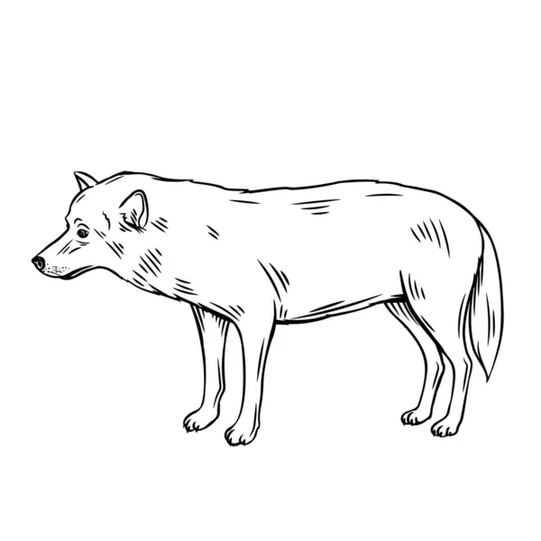 Ikona Wilka Grawerowane Wektor Ilustracja Lasu Dzikie Zwierzę Projektowania Zoo — Wektor stockowy