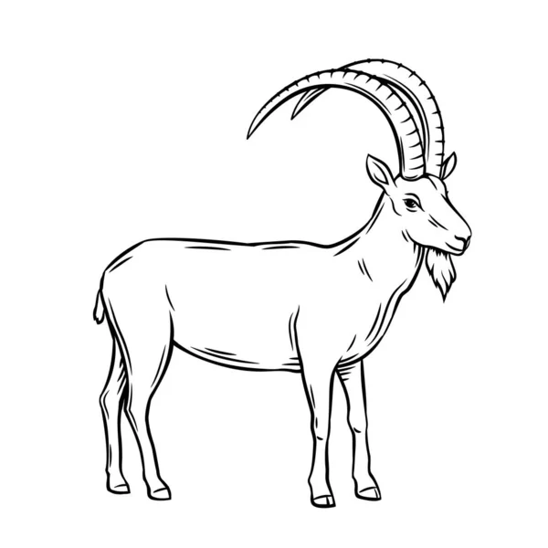 Hegyi Kecske Körvonalazott Vektor Illusztráció Ibex Vagy Uriális Vadon Élő — Stock Vector