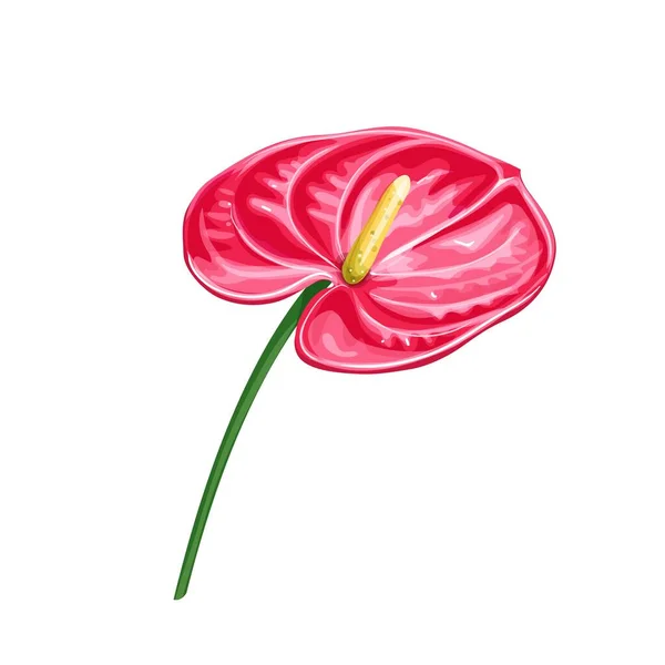 Anthurium Flor Tropical Verão Desenhos Animados Estilo Ilustração Vetorial Elemento — Vetor de Stock
