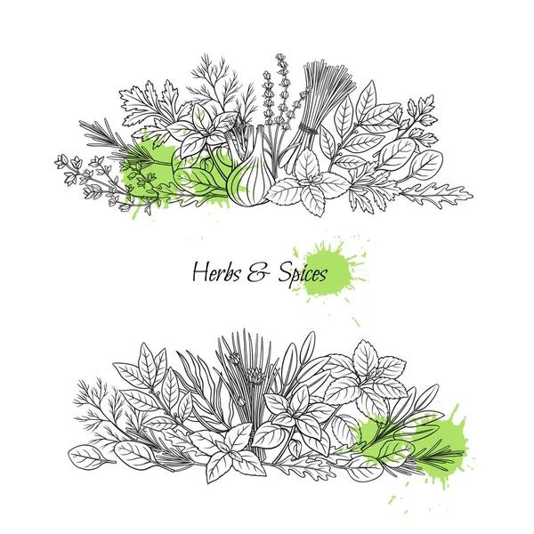 Culinary Herbs Spice Banners Bay Leaf Lemongrass Fennel Dill Cilantro — Stock Vector