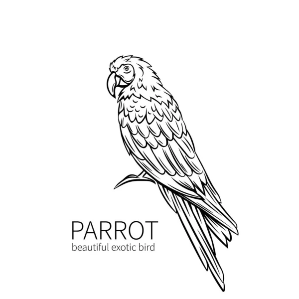 Papegoja Exotisk Tropisk Fågel Sittande Handritad Illustration För Sommar Tropiskt — Stock vektor