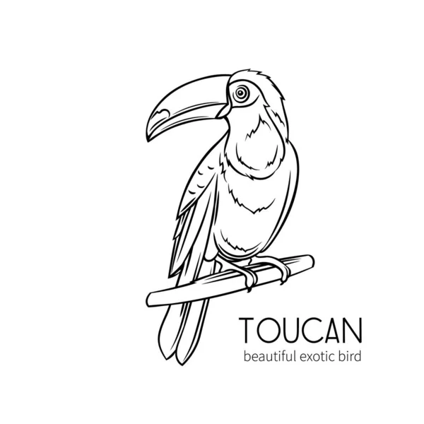 Oiseau Tropical Exotique Toucan Assis Sur Une Branche Illustration Dessinée — Image vectorielle