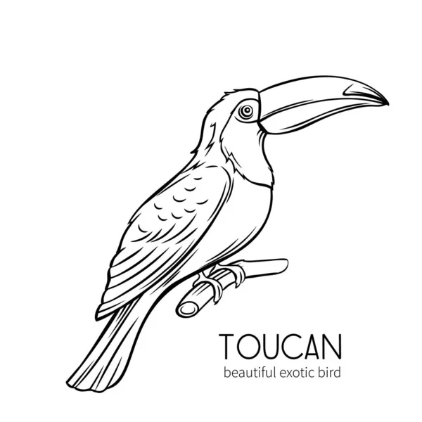 Toucan Exotic Tropical Bird Sitting Branch Hand Drawn Illustration Summer — Stock Vector