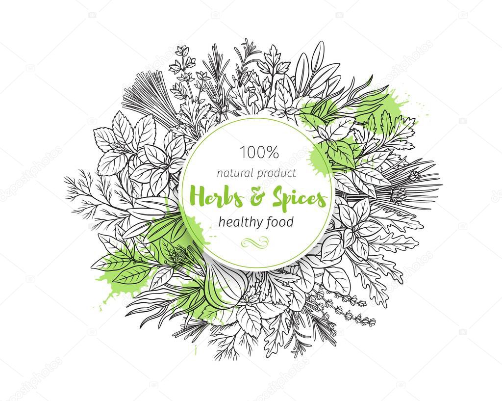 Popular culinary herbs and spice, banner. Vector illustration. Bay leaf, lemongrass, fennel, dill, cilantro and chives. Thyme, lemon balm, tarragon etc. Seasoning food design