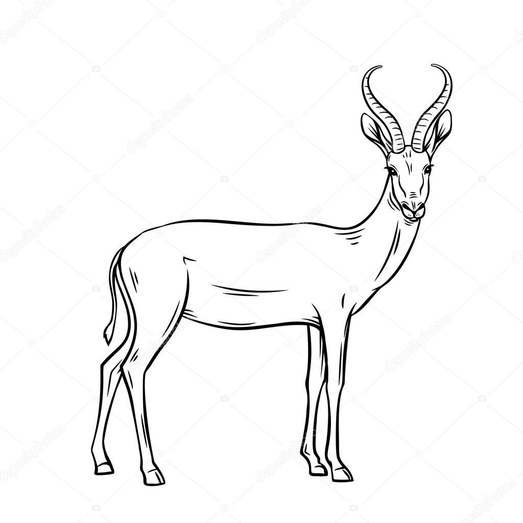 Antelope, outline vector. Dibatag or springbok, impala illustration animal for zoo design
