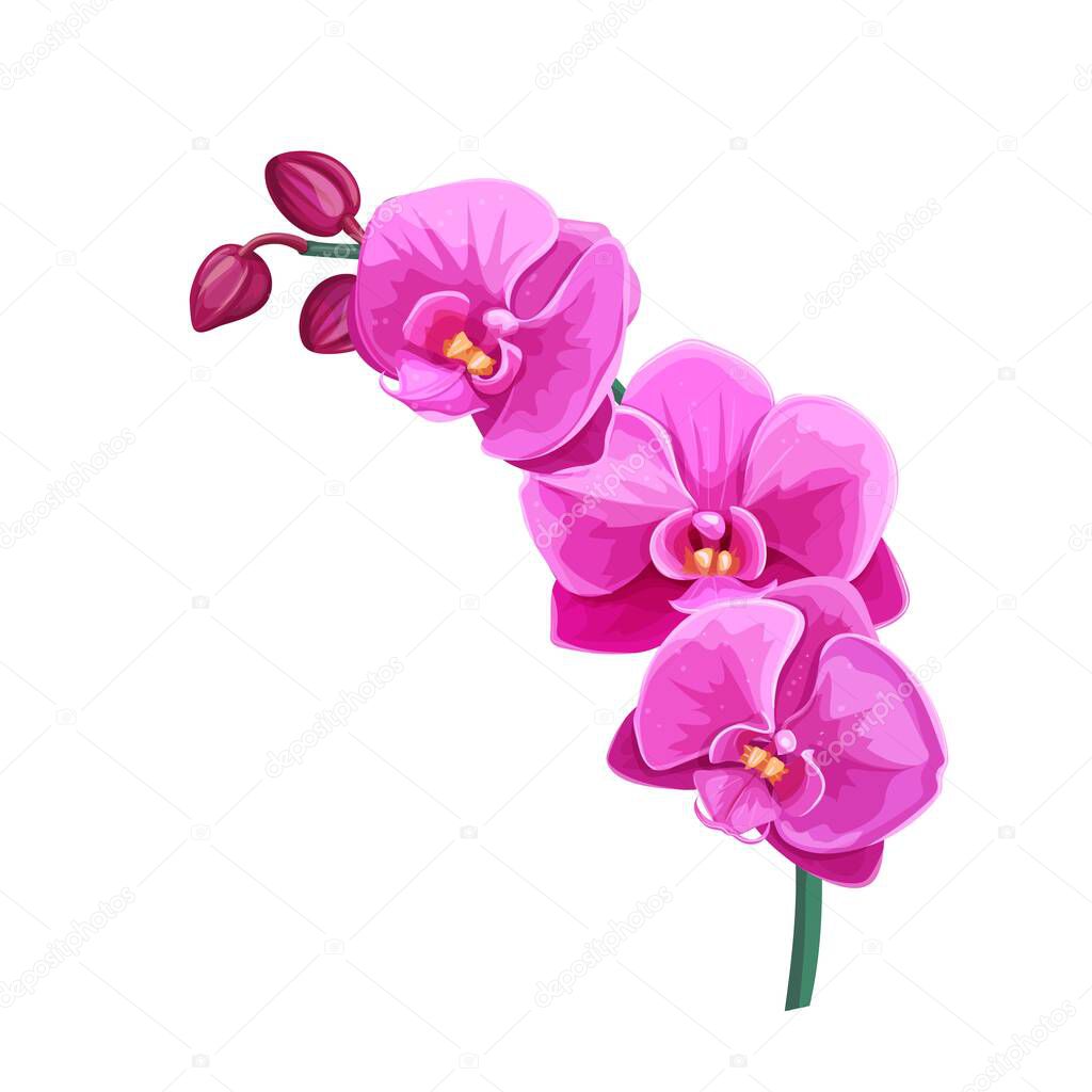 Orchid summer tropical flower. Cartoon style vector illustration. Exotic hawaiian element. Vector illustration.