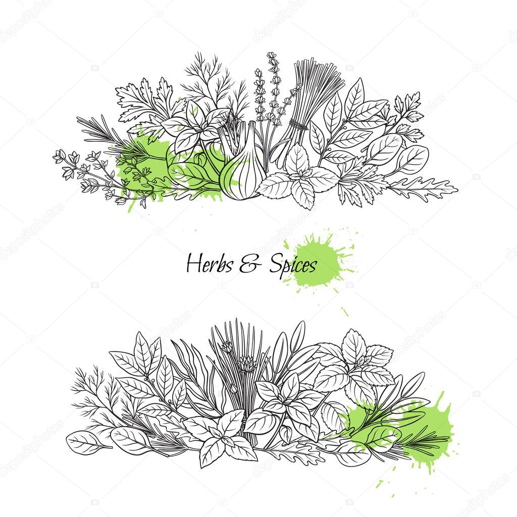 Culinary herbs and spice banners. Bay leaf, lemongrass, fennel, dill, cilantro and chives. Thyme, lemon balm, tarragon etc. Seasoning design. Retro vector illustration