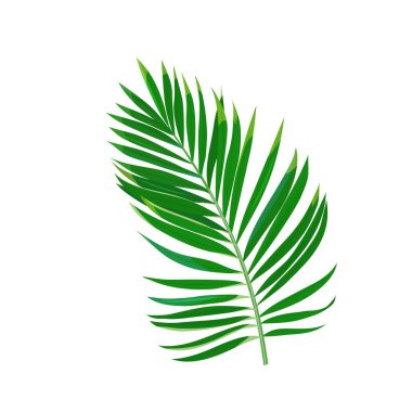 Tropik palmiye yaprağı. Orman egzotik yaprakları. Vektör illüstrasyonu