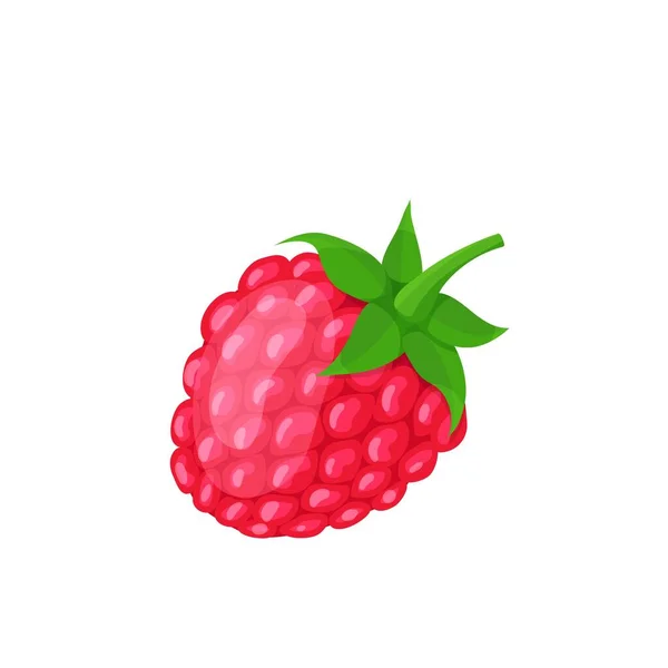 Vector Raspberry Fruit Berry Illustration Farm Market Menu Healthy Food — Stock Vector