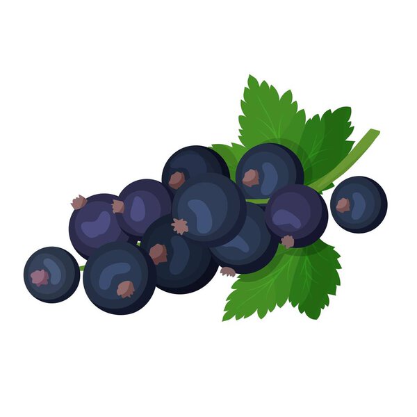 Black currant icon. Fruit illustration for farm market menu. Healthy food design