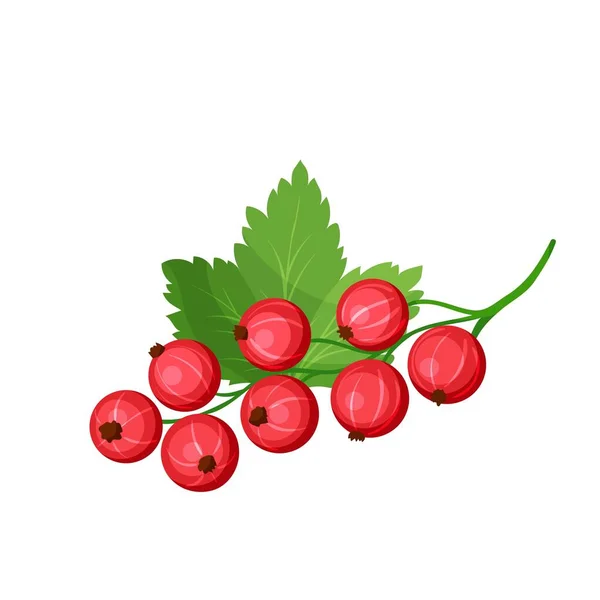 病媒红醋栗 用于农产品市场菜单的水果浆果插图 健康食品设计 — 图库矢量图片