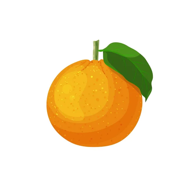 Vector Orange Fruit Illustration Farm Market Menu Healthy Food Design — Stock Vector