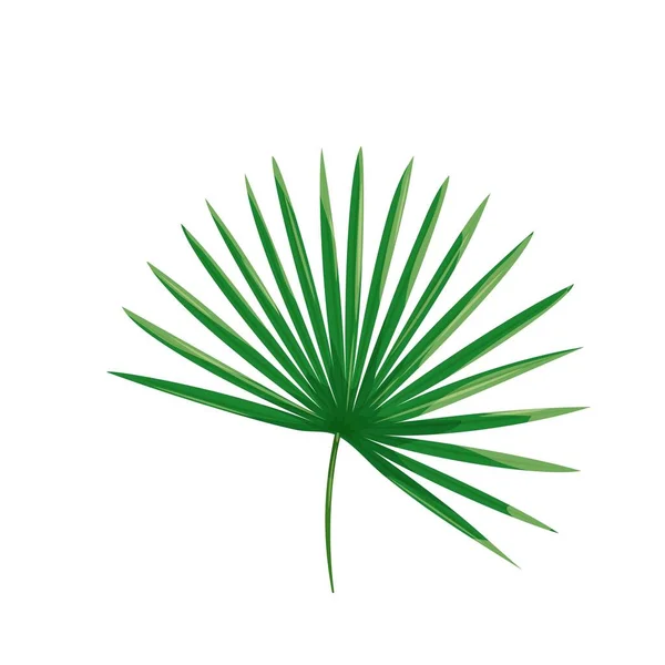 Tropical Palm Leaf Jungle Exotic Leaves Vector Illustration — Stock Vector