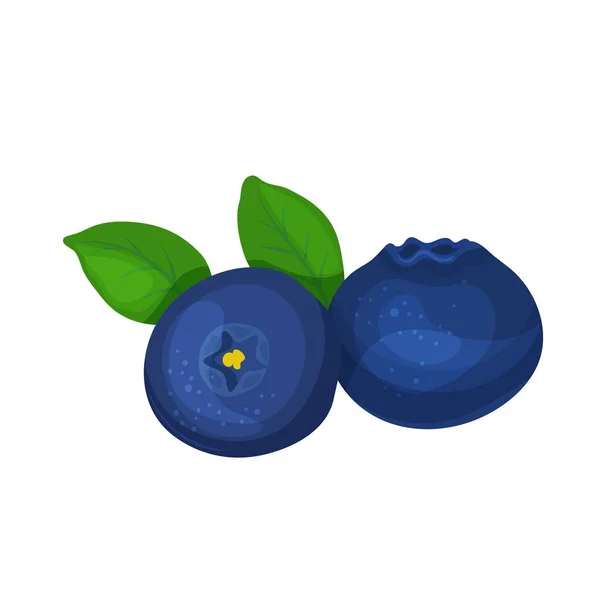 Bleuet Vecteur Illustration Petits Fruits Pour Menu Marché Agricole Conception — Image vectorielle