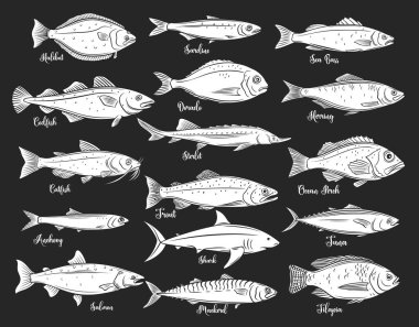Siluet balıklar. Çipura, uskumru, ton balığı, sterlet, yayın balığı, morina ve halibut ile izole edilmiş deniz ürünleri. Tilapia, okyanus levreği, sardalya, ançüez, levrek ve dorado. Retro biçimi, vektör çizimi