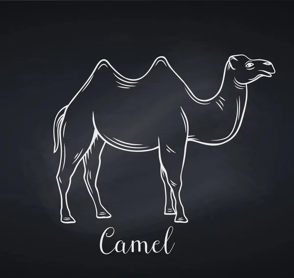 骆驼图标 黑板风格 手绘两头驼背骆驼或肛门的矢量图解 动物园动物 — 图库矢量图片