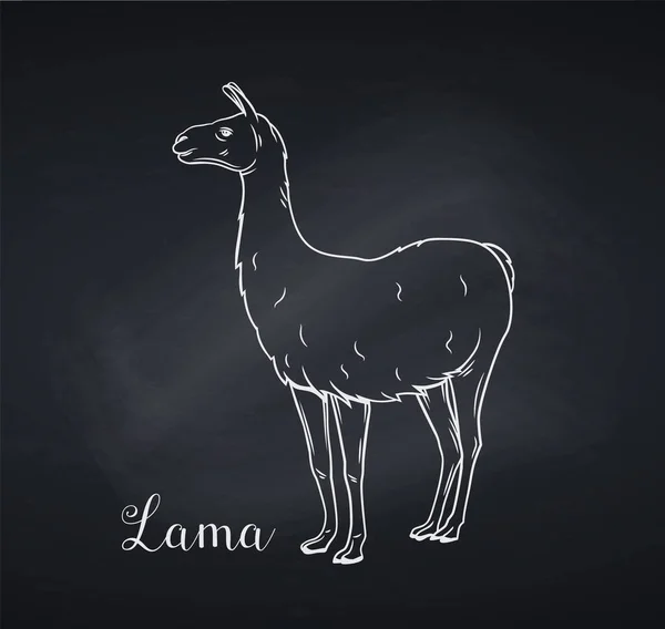 Лама Окреслює Ікону Стиль Дошки Ручна Намальована Векторна Ілюстрація Гуанако — стоковий вектор