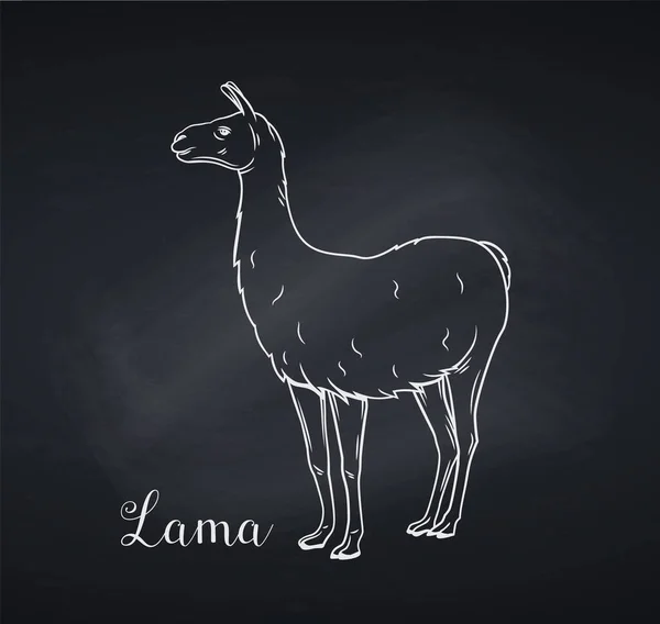 Ikona Lamy Zarysie Stylu Tablicy Ręcznie Rysowany Wektor Ilustracji Guanaco — Wektor stockowy