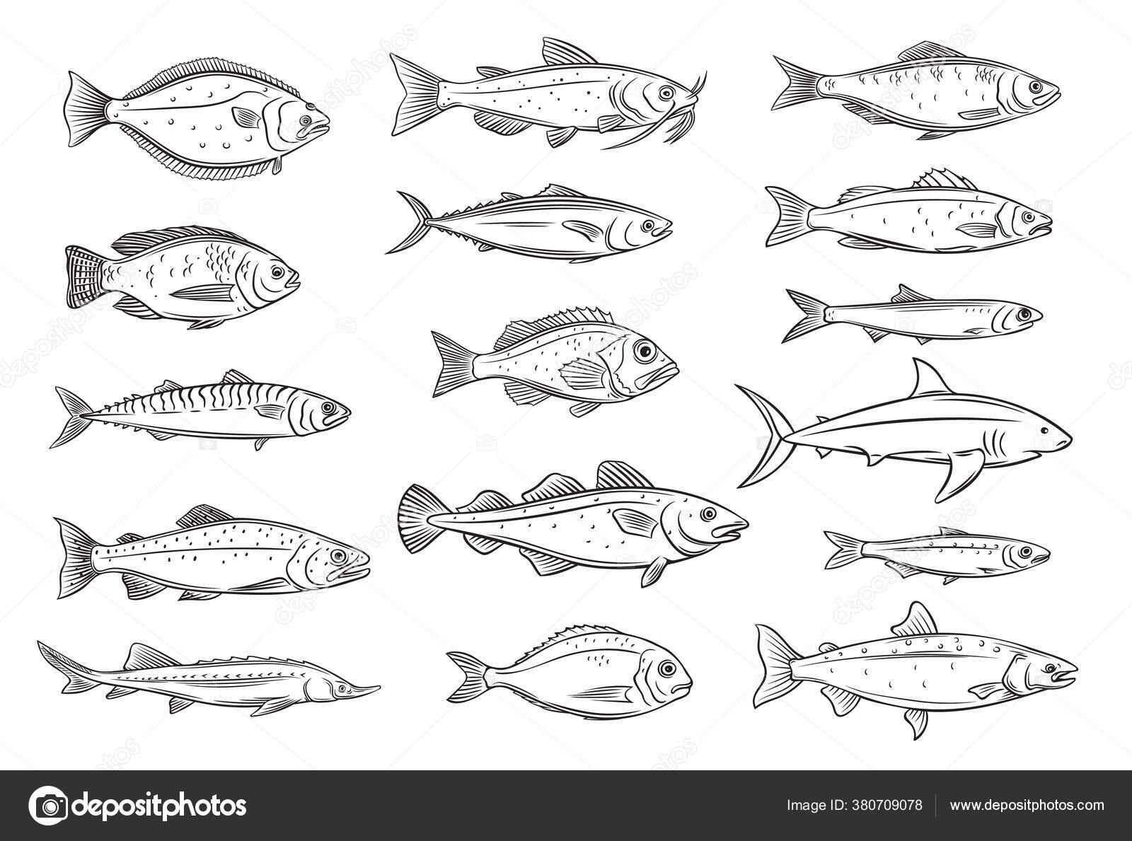 How to Draw a Tilapia