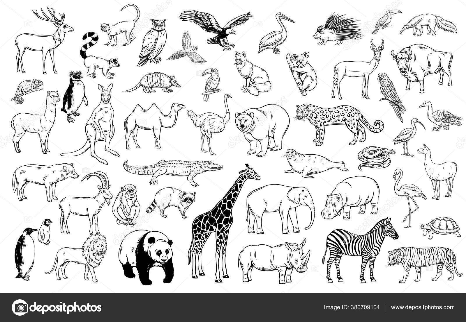 Zoo Animals Traditional Outline Icons Drawing Bear Giraffe Panda Tiger Stock Vector Image by ©tory #380709104 Zoo Animals Traditional Outline Icons Drawing Bear Giraffe Panda Tiger Stock Vector Image by ©tory #380709104