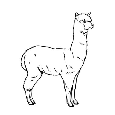 Alpaca outline icon. Llama mammal for design zoo. Isolated alpaca animal, vector illustration. clipart