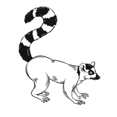 Lemur simgesi. Madagaskar Hayvan Taslak Rozeti. Hayvanat bahçesi tasarımı için vektör illüstrasyonu.