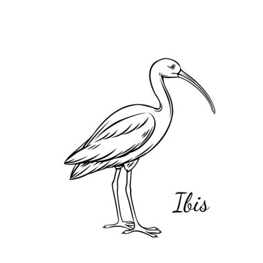 Ibis outline. American bird ibis vector illustration for zoo animal design. clipart