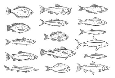 Balık çizgisi. İşlenmiş çipura, uskumru, tunny veya sterlet, yayın balığı, morina balığı ve halibut. Tilapia, okyanus levreği, sardalya, ançüez, levrek ya da dorado çizimi. Retro biçimi, vektör çizimi.
