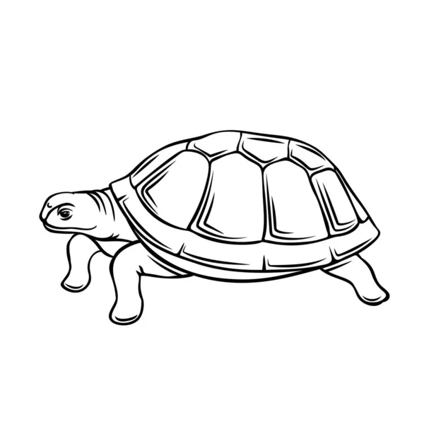 Schildpad Omtrek Icoon Dierentuin Schildpad Dier Vector Illustratie — Stockvector