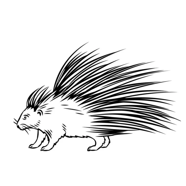 Porcupine Outline Icoon Noord Amerikaans Dier Voor Dierentuinontwerp Vectorillustratie — Stockvector