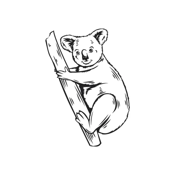 Εικόνα Ζώου Κοάλα Αυστραλιανή Αρκούδα Περίγραμμα Διανυσματική Απεικόνιση Για Σχεδιασμό — Διανυσματικό Αρχείο
