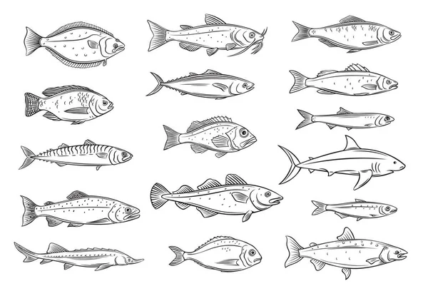 Fish Outline Engraved Seafood Bream Mackerel Tunny Sterlet Catfish Codfish — Stock Vector