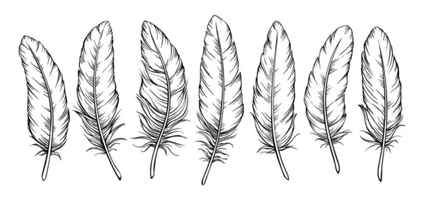 Sketch Feathers Set Drawing Bird Feather Isolated Vector Illustration — Stock Vector