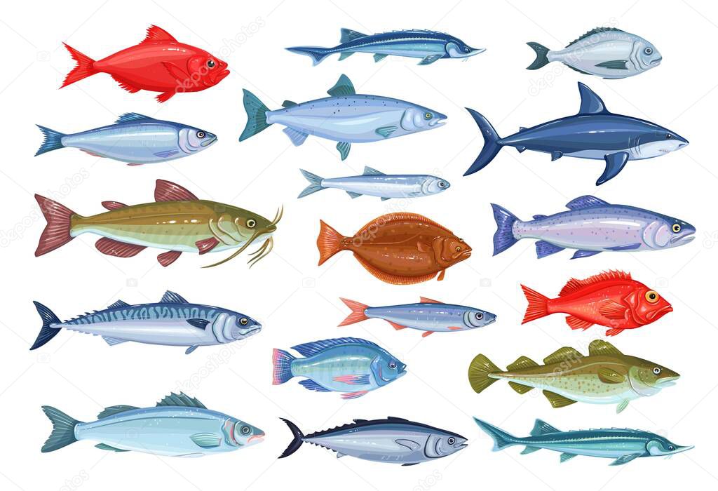 Fish icons. Seafood of bream, mackerel, tunny or sterlet, catfish, codfish and halibut. Cartoon icon tilapia, ocean perch, sardine, anchovy, shark, sea bass and dorado. Vector illustration