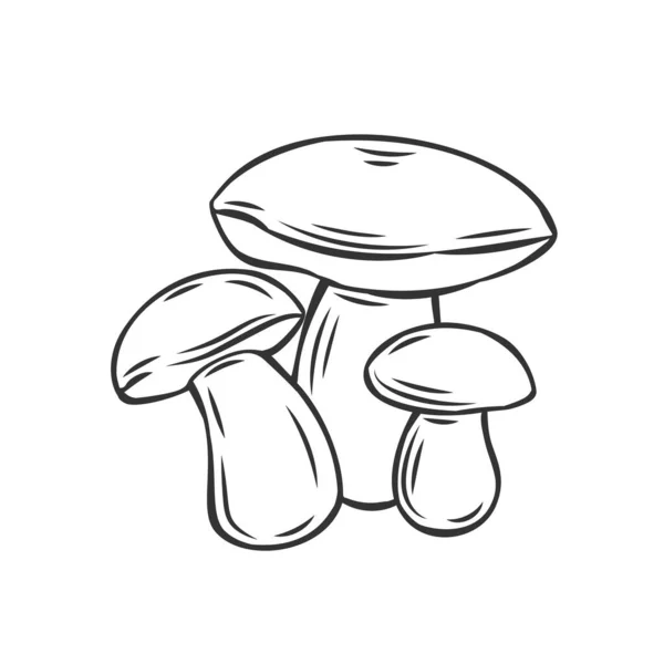 Ehető Gomba Boletus Vázlatos Ikon Gravírozott Erdei Növények Természetes Fehérje — Stock Vector